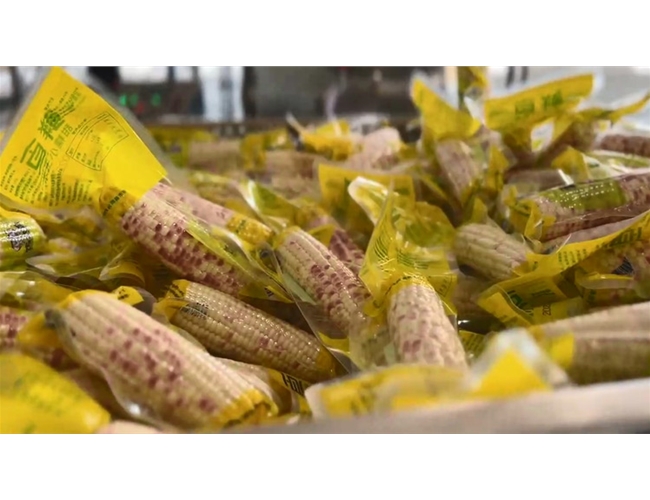 鮮食玉米棒生產線